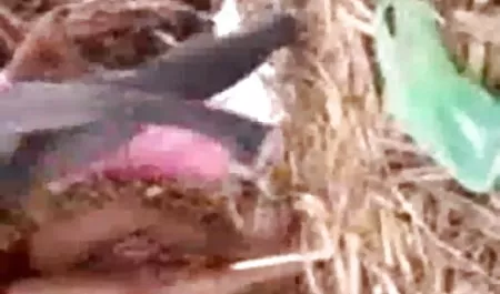 प्यारा समलैंगिक अपने इंग्लिश फिल्म फुल सेक्सी गधे बाहर काम कर रहा है