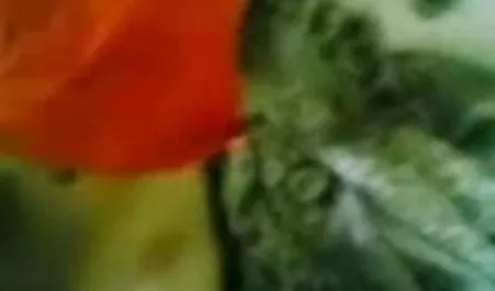 पैंटी में इंग्लिश सेक्सी मूवी हिंदी में एक डिल्डो और दो समलैंगिकों के साथ नंगा नाच